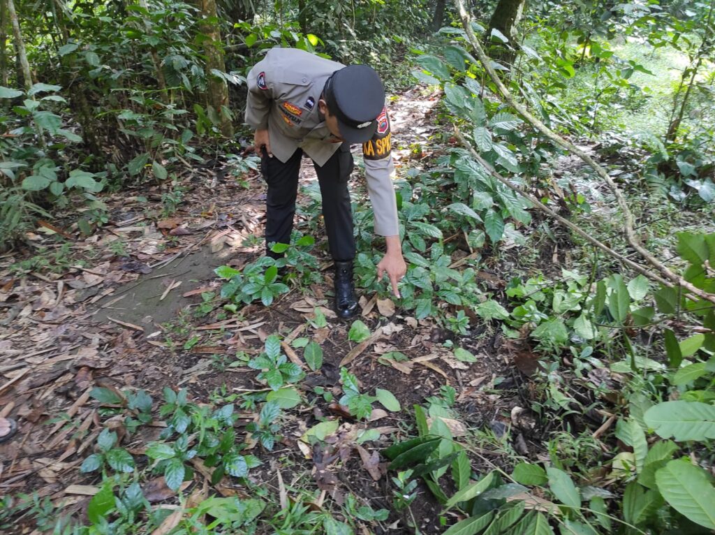 Jatuh dari Pohon Kelapa